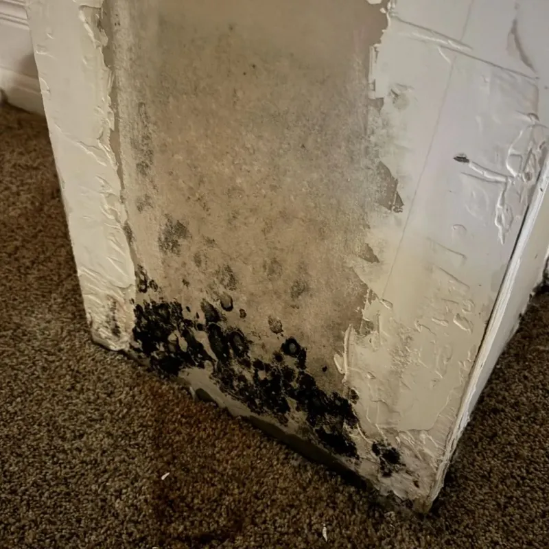 Professional Mold Removal in Montgomery, GA